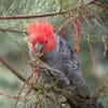 A wild male Gang-gang Cockatoo forages for food
