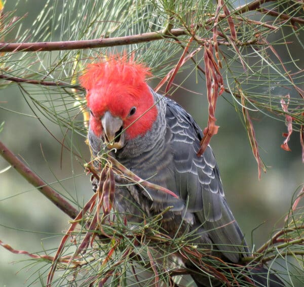 A wild male Gang-gang Cockatoo forages for food
