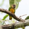 A wild Geelvink Pygmy Parrot perches on a branch