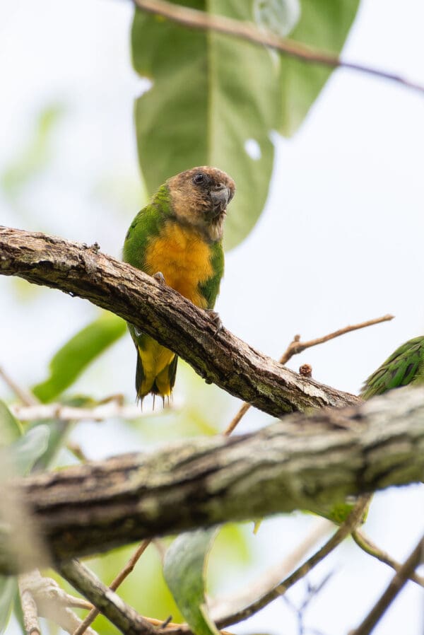 A wild Geelvink Pygmy Parrot perches on a branch