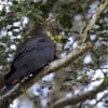 A wild female Glossy Black Cockatoo perches on a branch