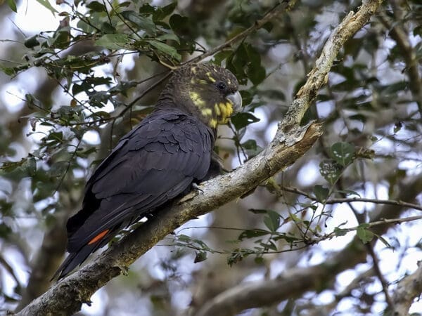 A wild female Glossy Black Cockatoo perches on a branch