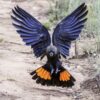A wild Glossy Black Cockatoo glides in for a landing