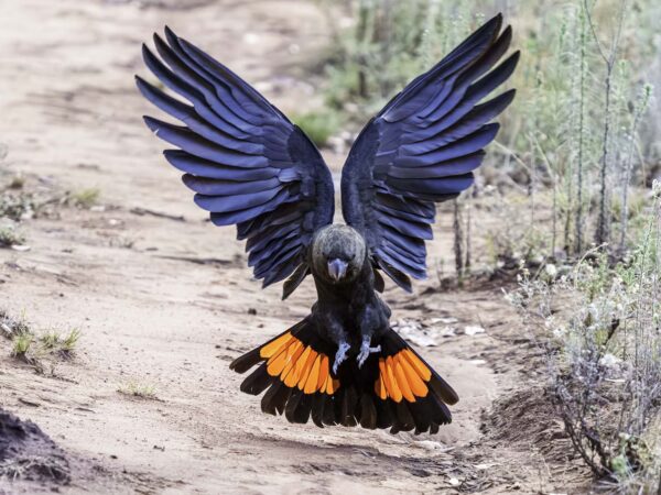 A wild Glossy Black Cockatoo glides in for a landing
