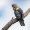 A wild female Glossy Black Cockatoo perches on a limb