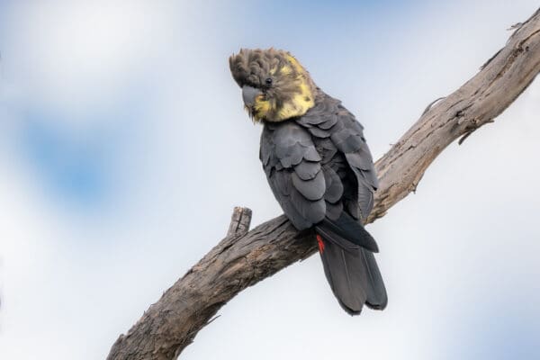 A wild female Glossy Black Cockatoo perches on a limb