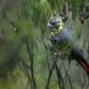 A wild female Glossy Black Cockatoo perches in a shrub