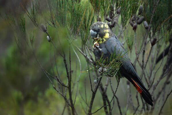 A wild female Glossy Black Cockatoo perches in a shrub