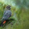 A wild male Glossy Black Cockatoo perches in a tree