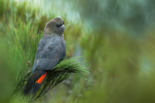 A wild male Glossy Black Cockatoo perches in a tree