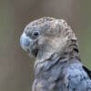A closeup of a wild male Glossy Black Cockatoo