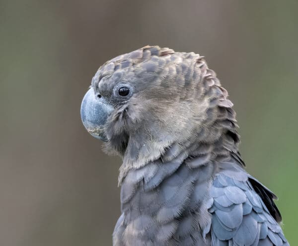 A closeup of a wild male Glossy Black Cockatoo