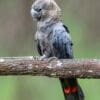 A wild male Glossy Black Cockatoo perches on a limb