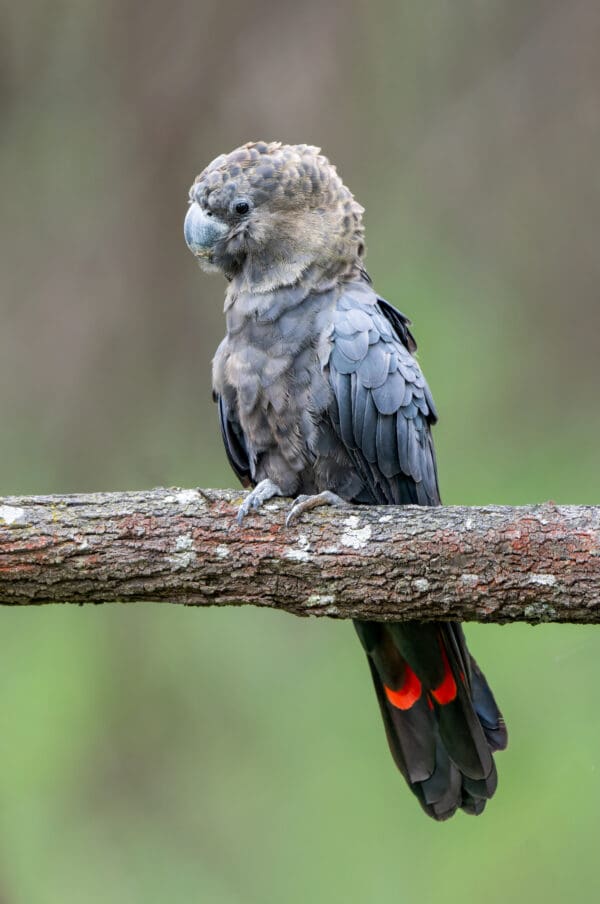 A wild male Glossy Black Cockatoo perches on a limb