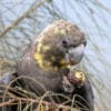 A wild female Glossy Black Cockatoo feeds on casuarina cones