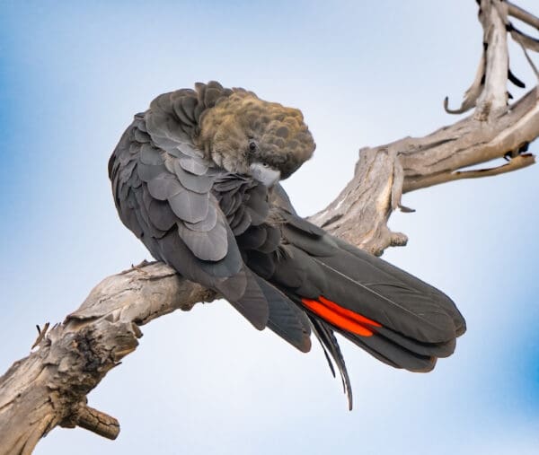 A wild male Glossy Black Cockatoo preens