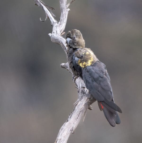 Wild Glossy Black Cockatoos perch on a branch