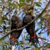 Wild Glossy Black Cockatoos, male left, female right