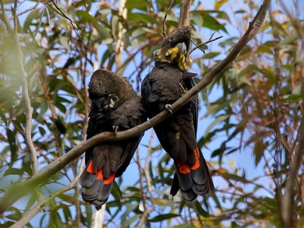 Wild Glossy Black Cockatoos, male left, female right