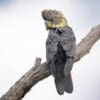 A wild female Glossy Black Cockatoo perches on a limb