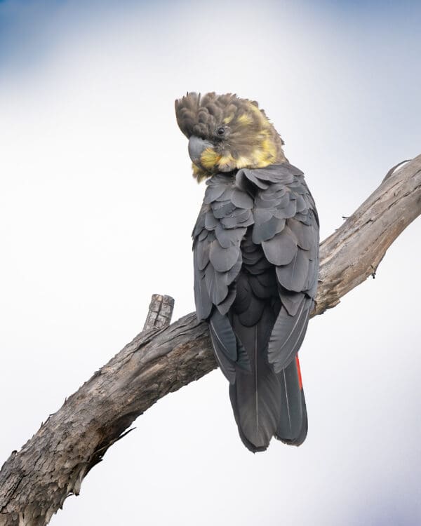 A wild female Glossy Black Cockatoo perches on a limb