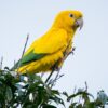 A wild Golden Conure perches atop a tree