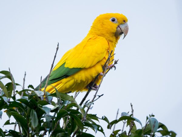 A wild Golden Conure perches atop a tree