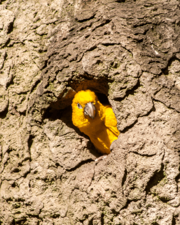 A wild Golden Conure peers out of a nest cavity