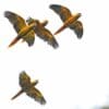 Wild Golden Conures in flight