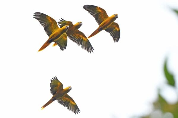 Wild Golden Conures in flight
