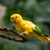 A Golden Conure perches on a branch