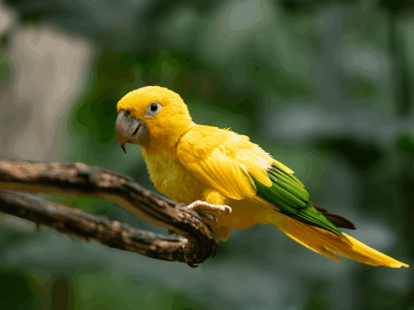 A Golden Conure perches on a branch