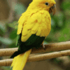 A Golden Conure perches on a branch