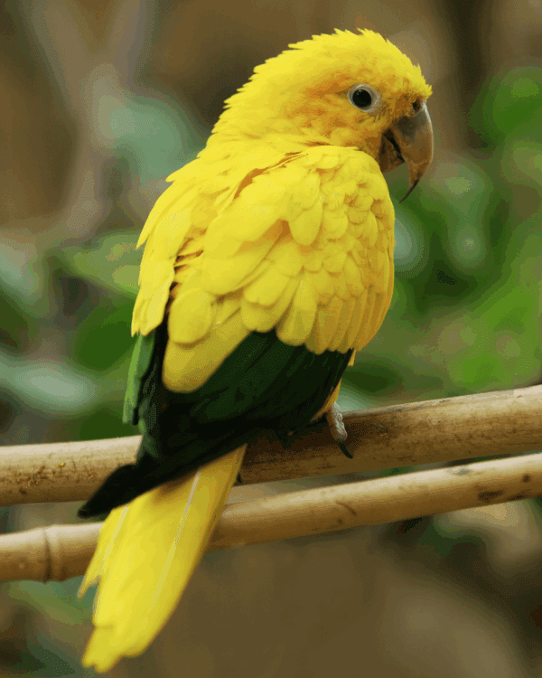 A Golden Conure perches on a branch