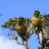 Wild Golden-plumed Conures perch in a tree