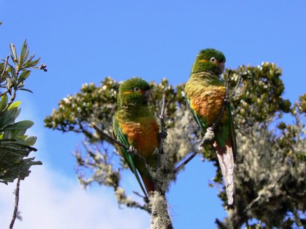 Wild Golden-plumed Conures perch in a tree