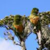 Wild Golden-plumed Conures perch in a tree