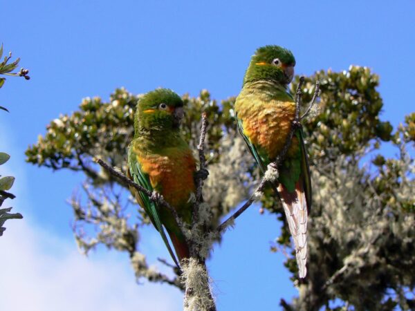 Golden-plumed Conure Conservation