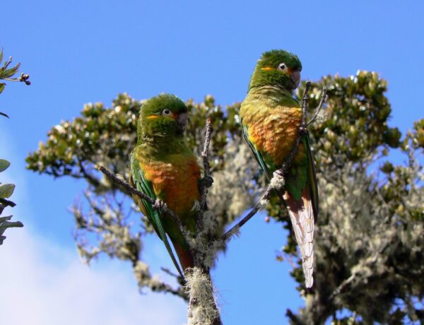 Wild Golden-plumed Conures perch in a tree