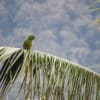 A wild Golden-plumed Conure perches on a large palm