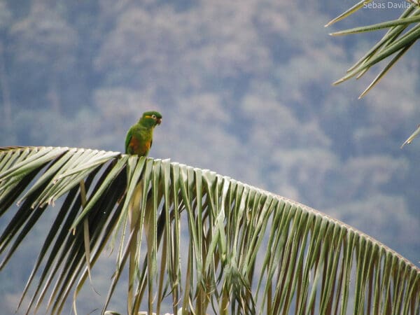 A wild Golden-plumed Conure perches on a large palm