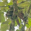 Wild Golden-plumed Conures huddle close in a tree