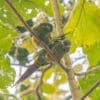 Wild Golden-plumed Conures perch in a tree
