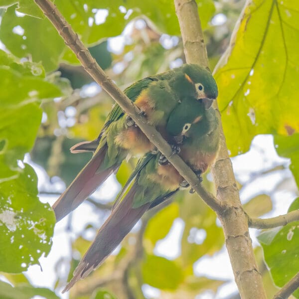 Wild Golden-plumed Conures perch on a branch