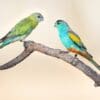 A pair of wild Golden-shouldered Parrots perches on a branch