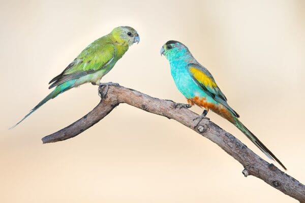 A pair of wild Golden-shouldered Parrots perches on a branch