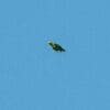 A wild Golden-tailed Parrotlet in flight
