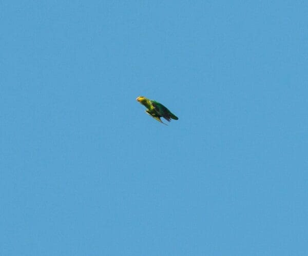 A wild Golden-tailed Parrotlet in flight