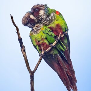 Wild Grey-breasted Conures allopreen