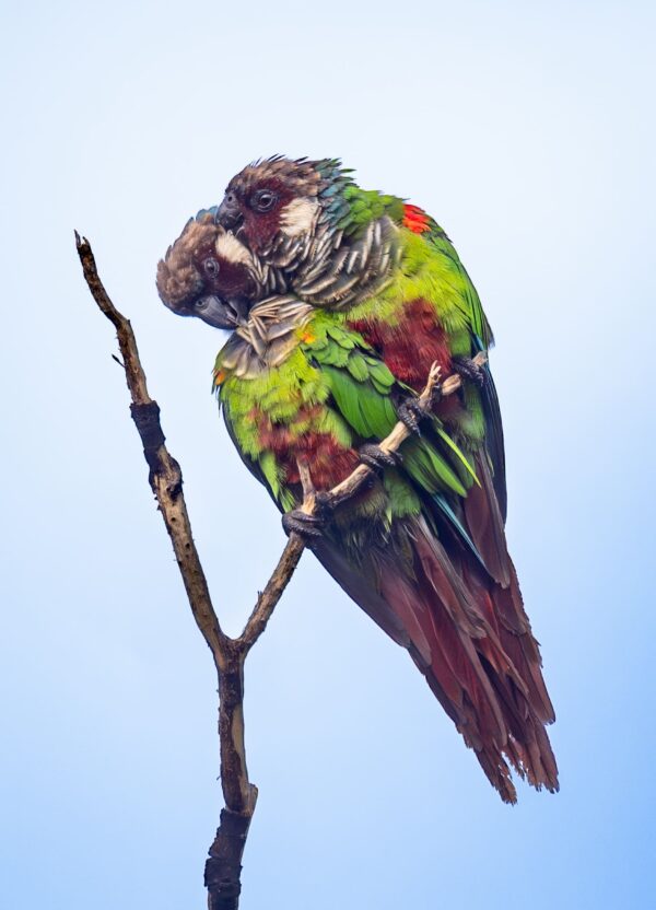 Wild Grey-breasted Conures allopreen